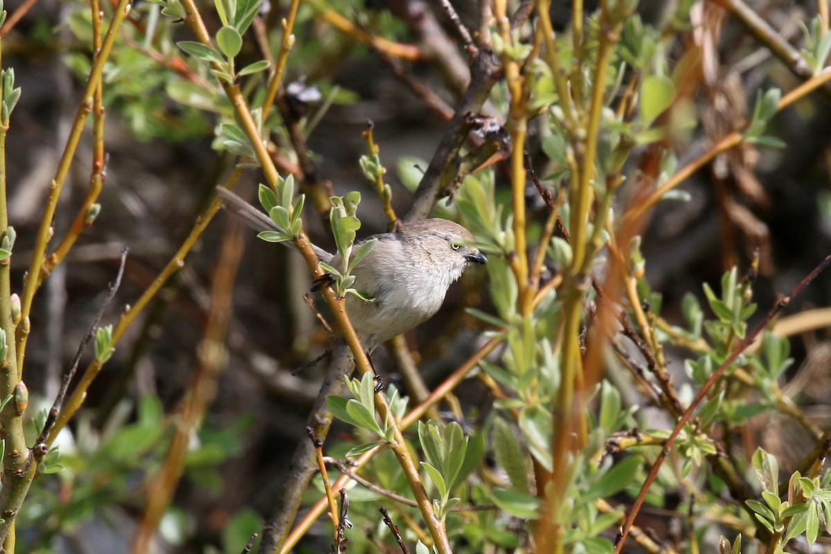 Bushtit - ML620400015