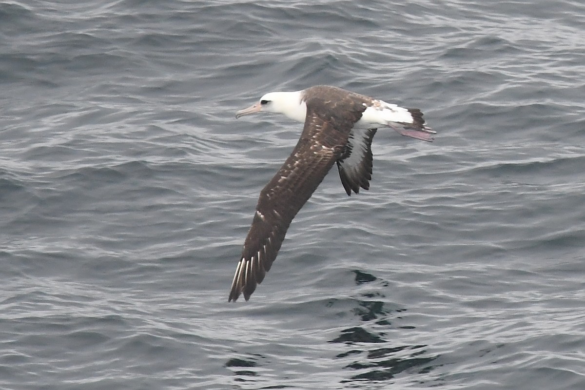 Темноспинный альбатрос - ML620400018