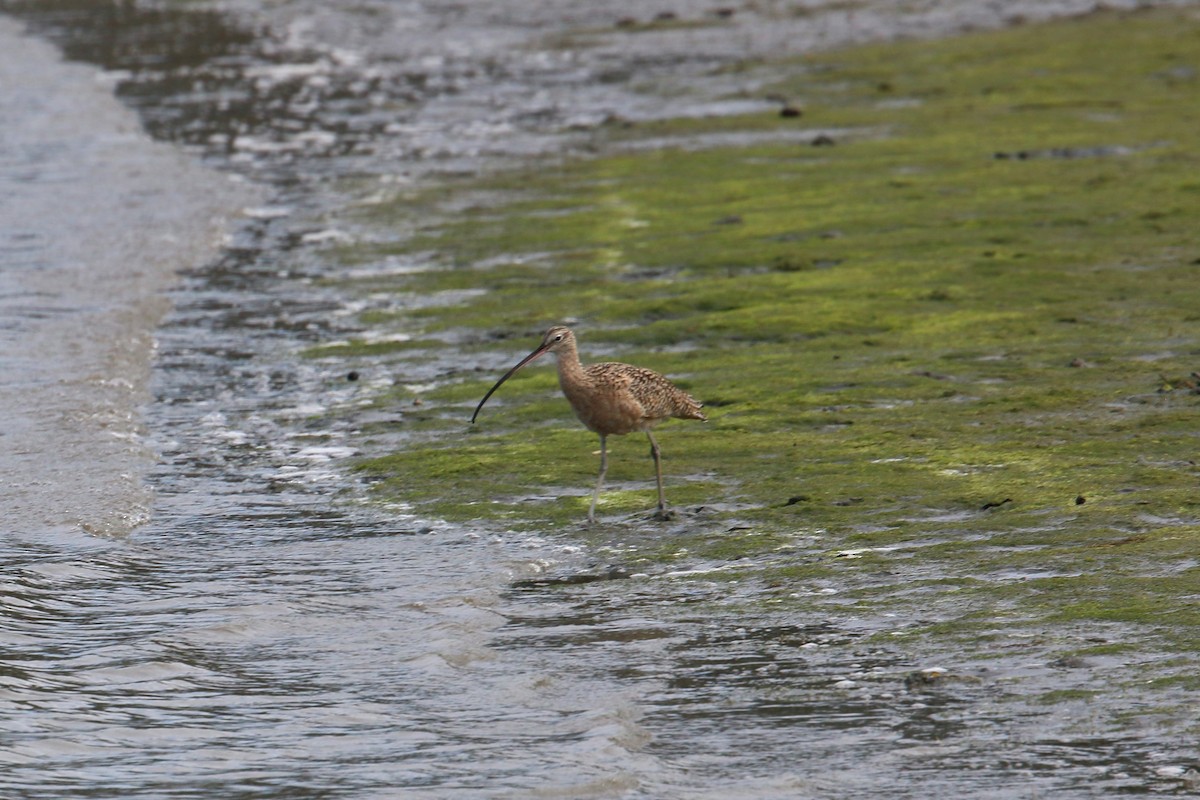 Long-billed Dowitcher - ML620400019
