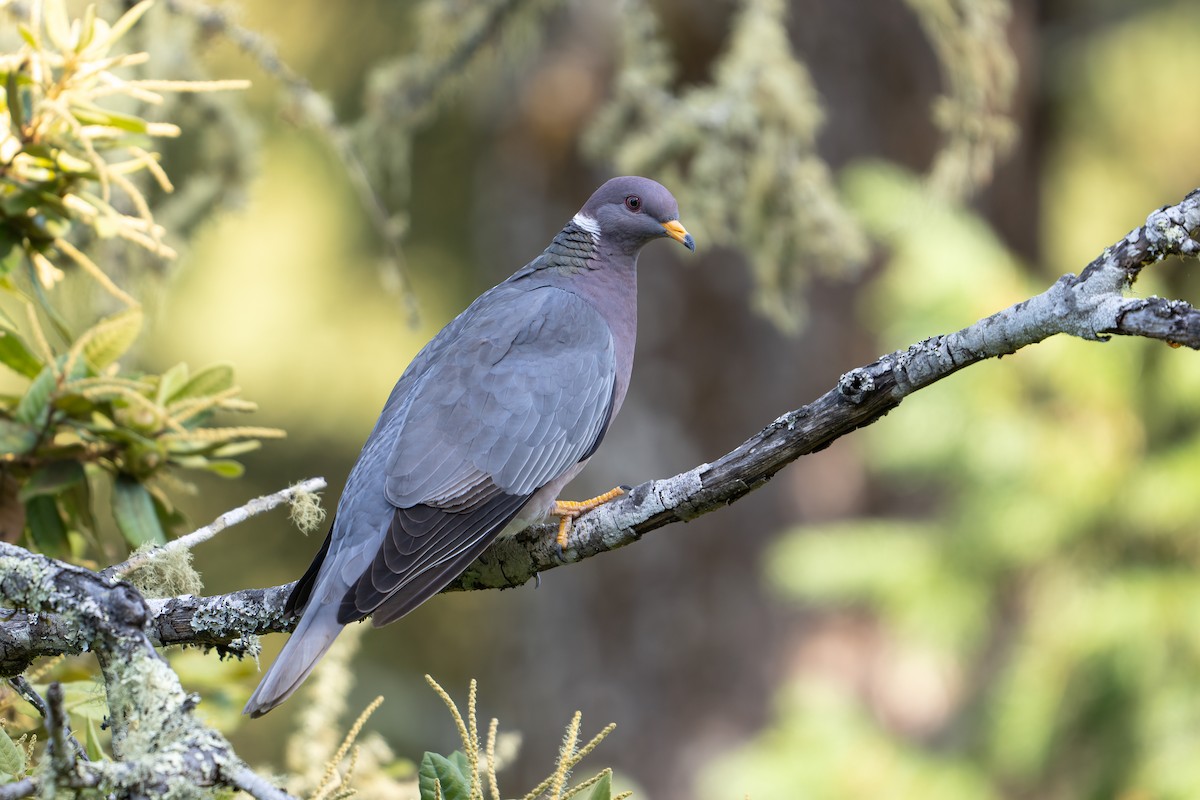 Band-tailed Pigeon - ML620400020