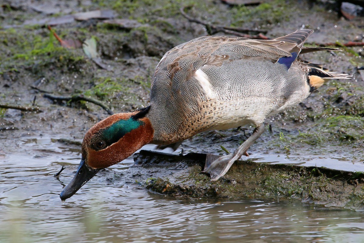 Green-winged Teal - ML620400021