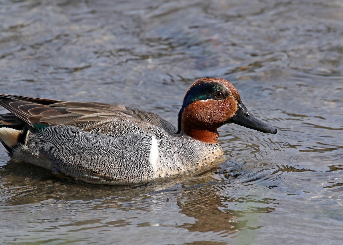 Green-winged Teal - ML620400022