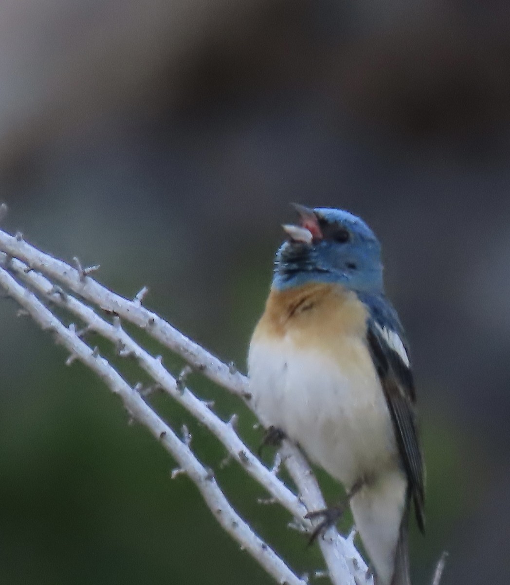 Lazuli Bunting - ML620400026