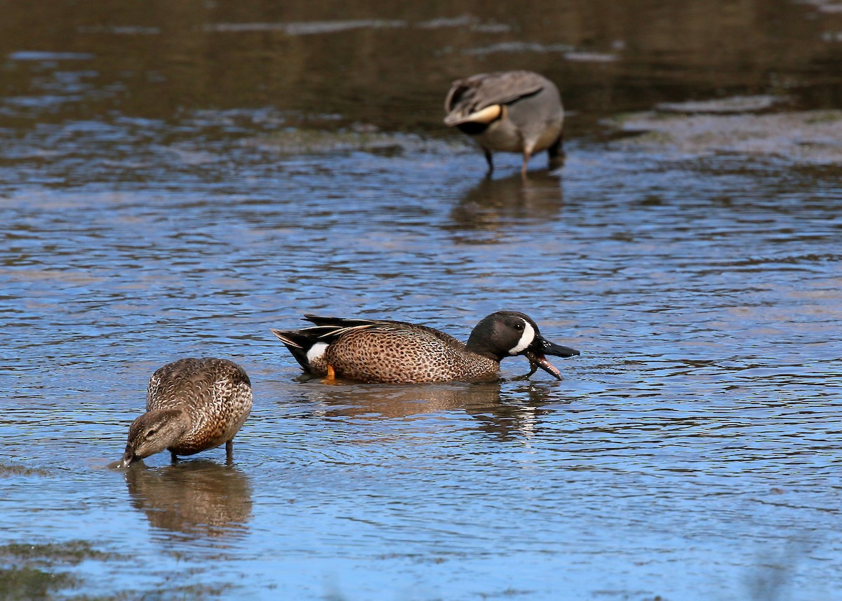 Blue-winged Teal - ML620400028