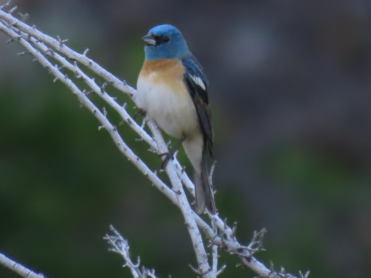 Lazuli Bunting - ML620400039