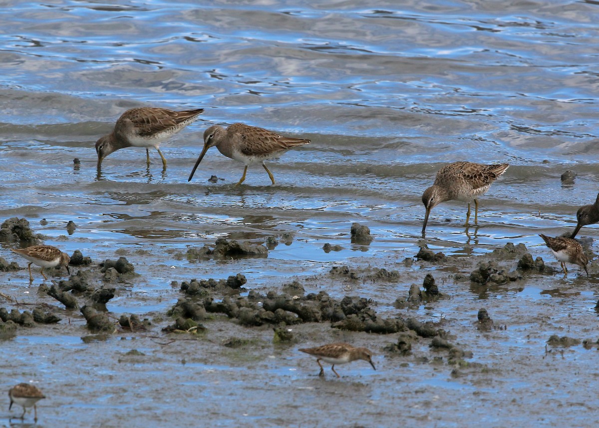 Long-billed Dowitcher - ML620400040