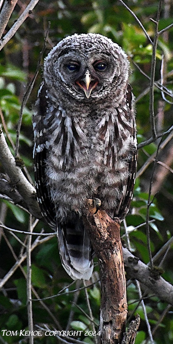 Barred Owl - ML620400047