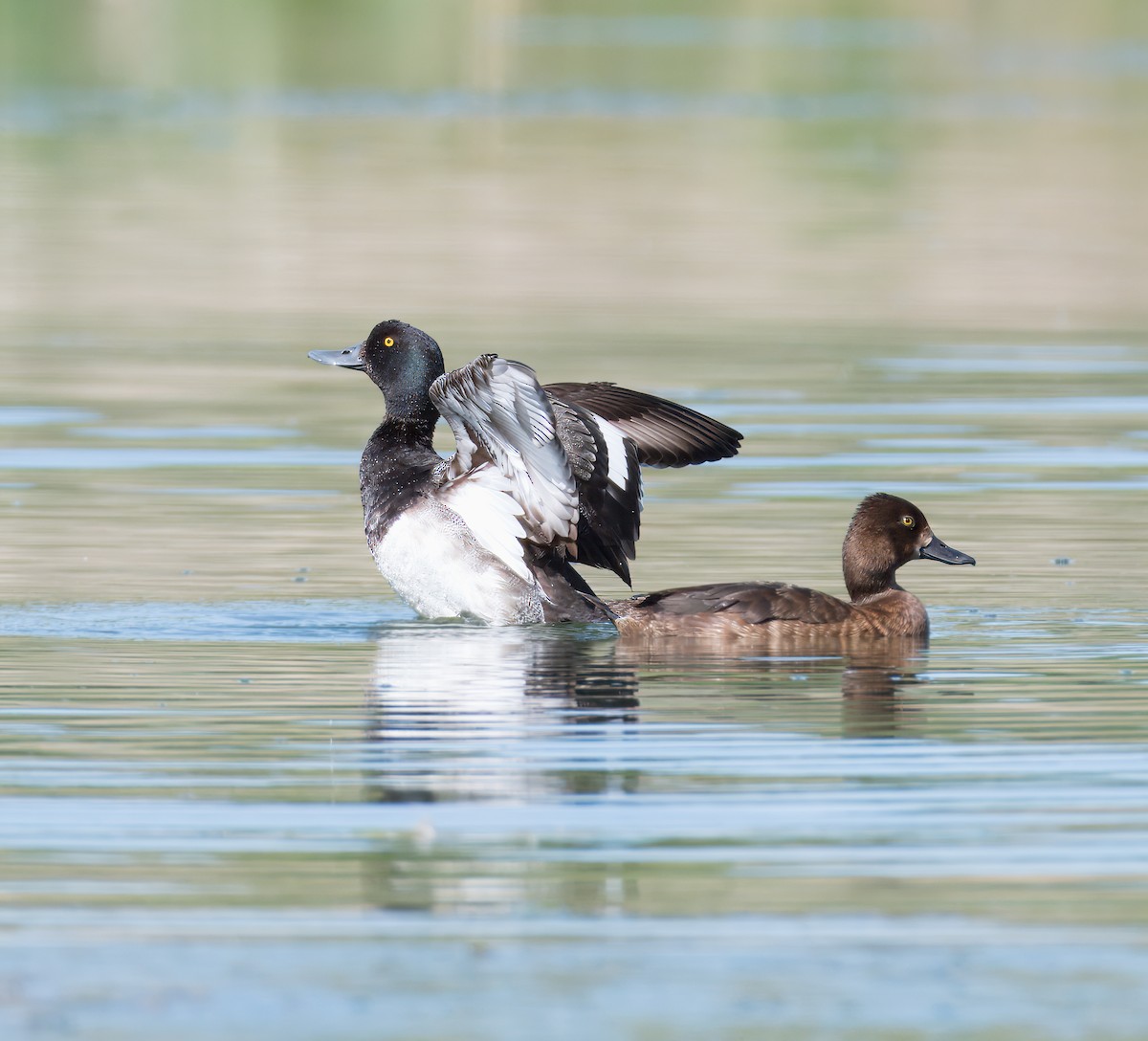 Greater/Lesser Scaup - ML620400051