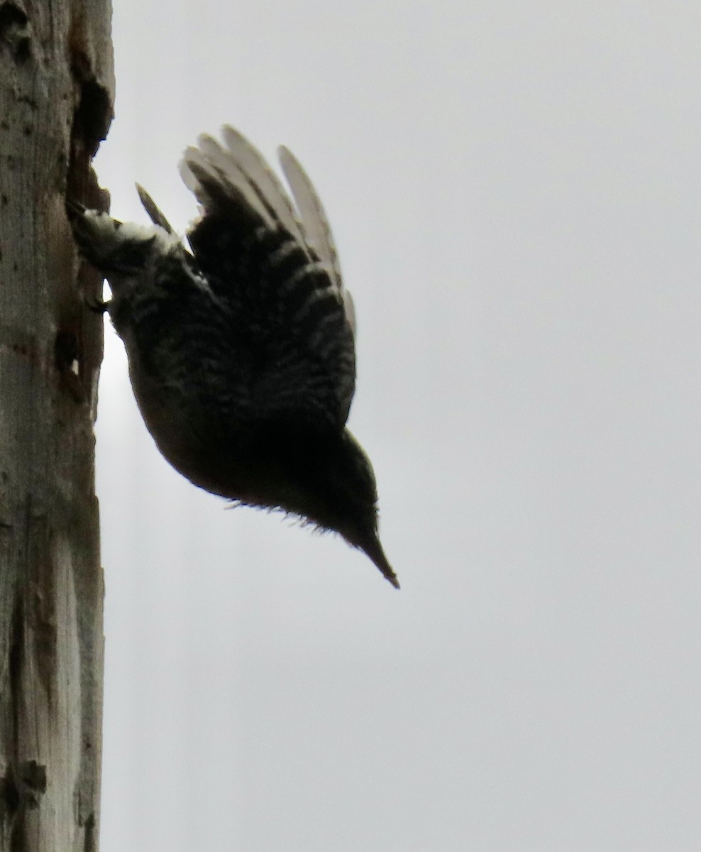 American Three-toed Woodpecker (Northwest) - ML620400053