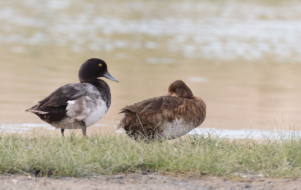 Greater/Lesser Scaup - ML620400054