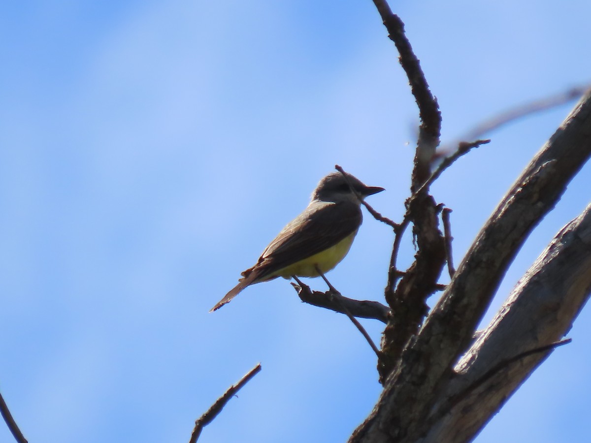 Western Kingbird - ML620400056