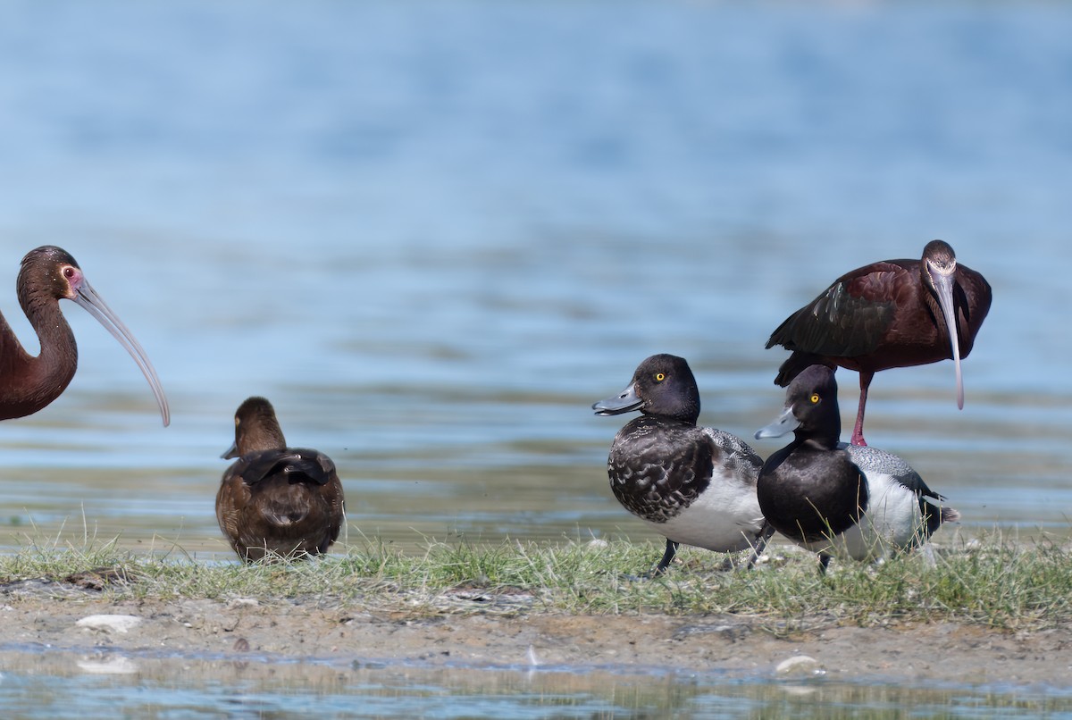 Greater/Lesser Scaup - ML620400057