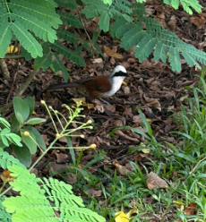 White-crested Laughingthrush - ML620400060