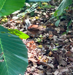 White-crested Laughingthrush - ML620400061