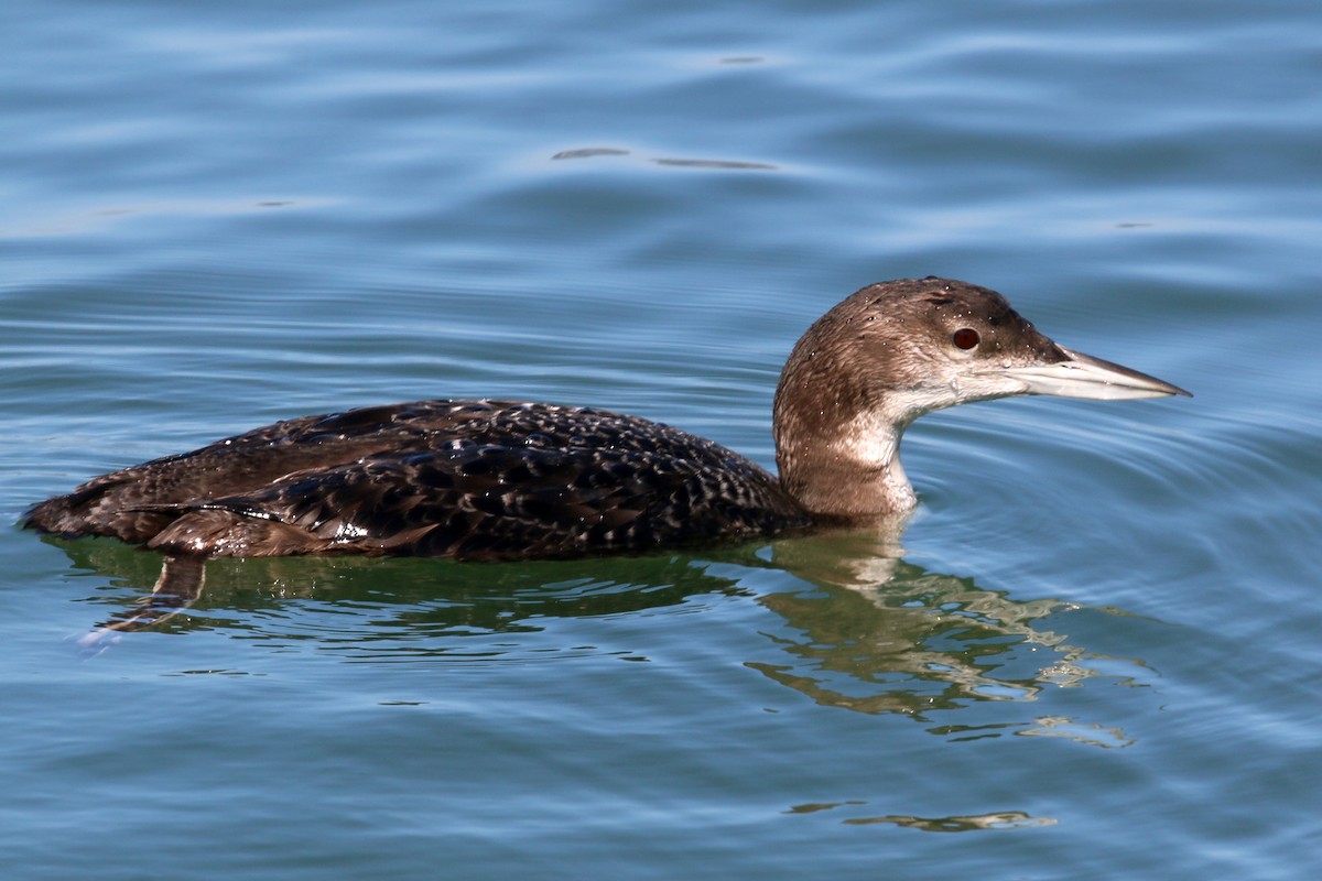 Common Loon - ML620400068