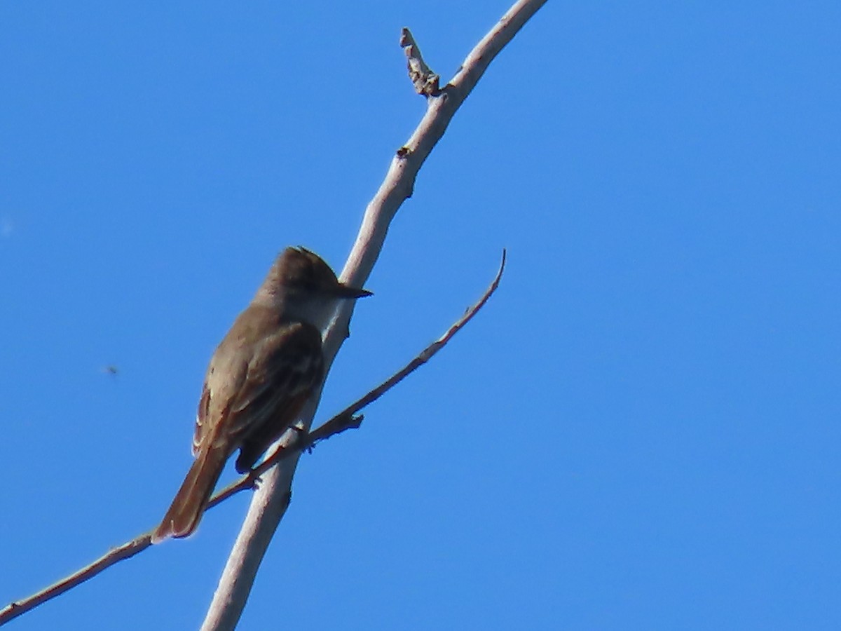 Western Wood-Pewee - ML620400070