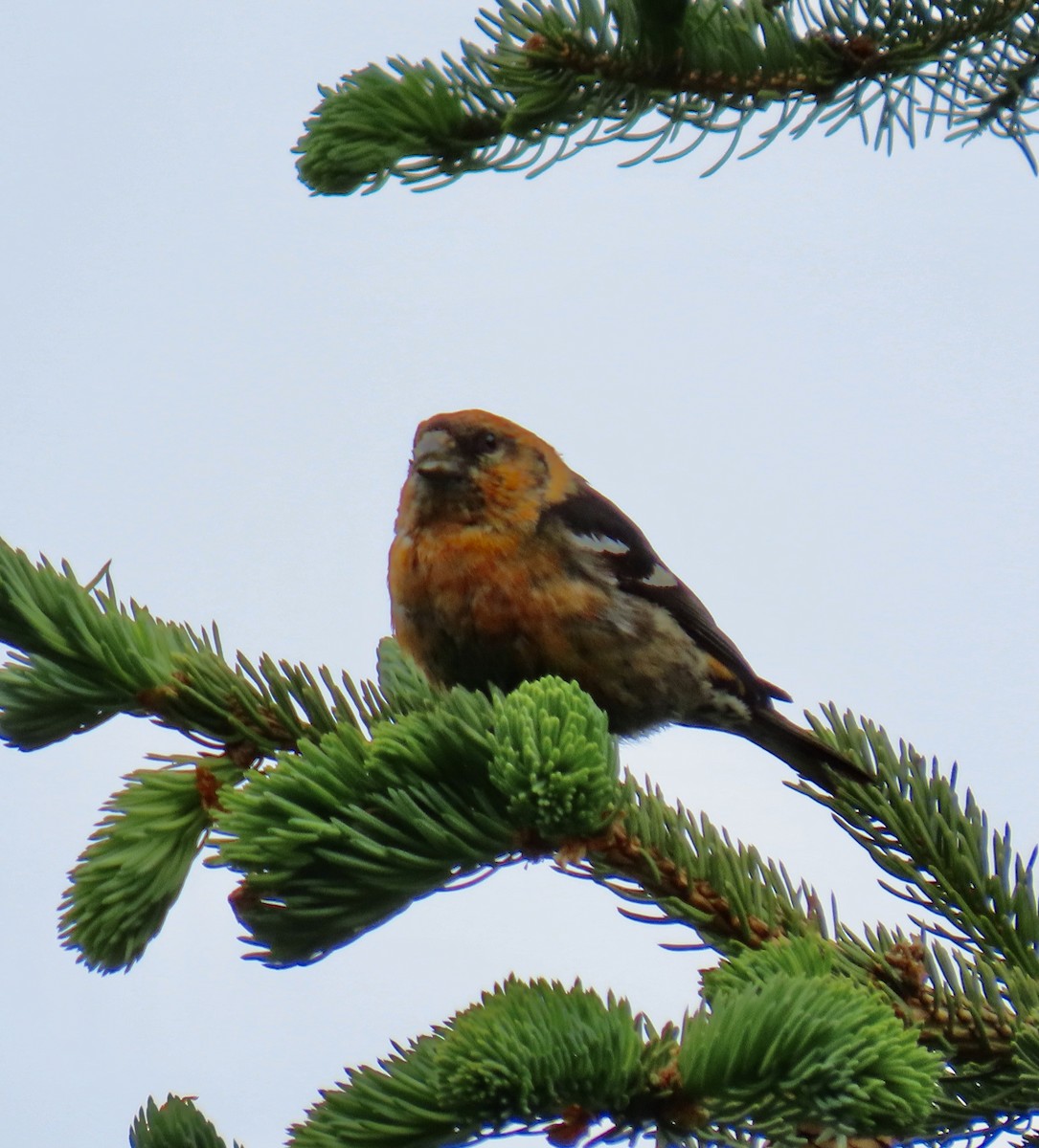 White-winged Crossbill (leucoptera) - ML620400072