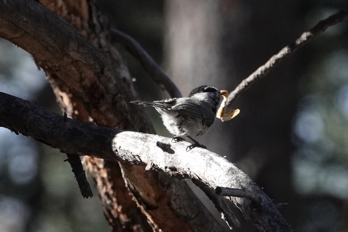 Mountain Chickadee - ML620400075