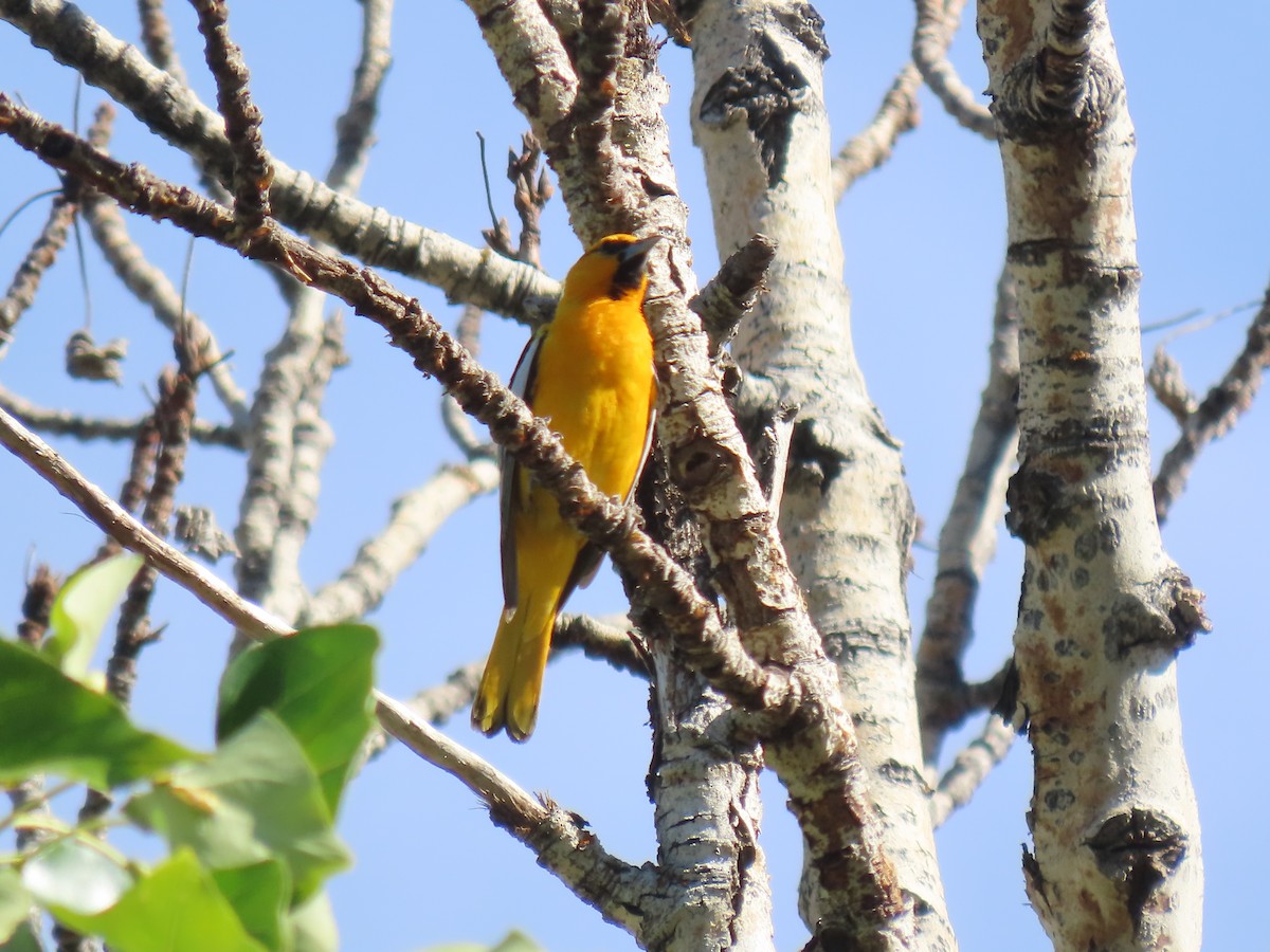 Bullock's Oriole - ML620400076