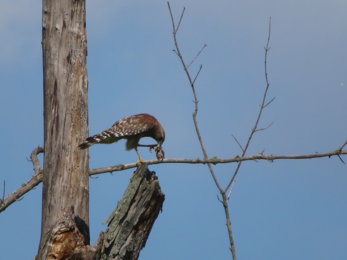 Red-shouldered Hawk - ML620400078