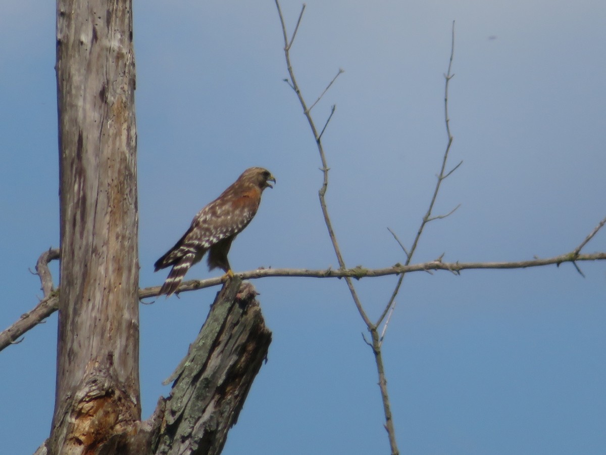 Red-shouldered Hawk - ML620400079