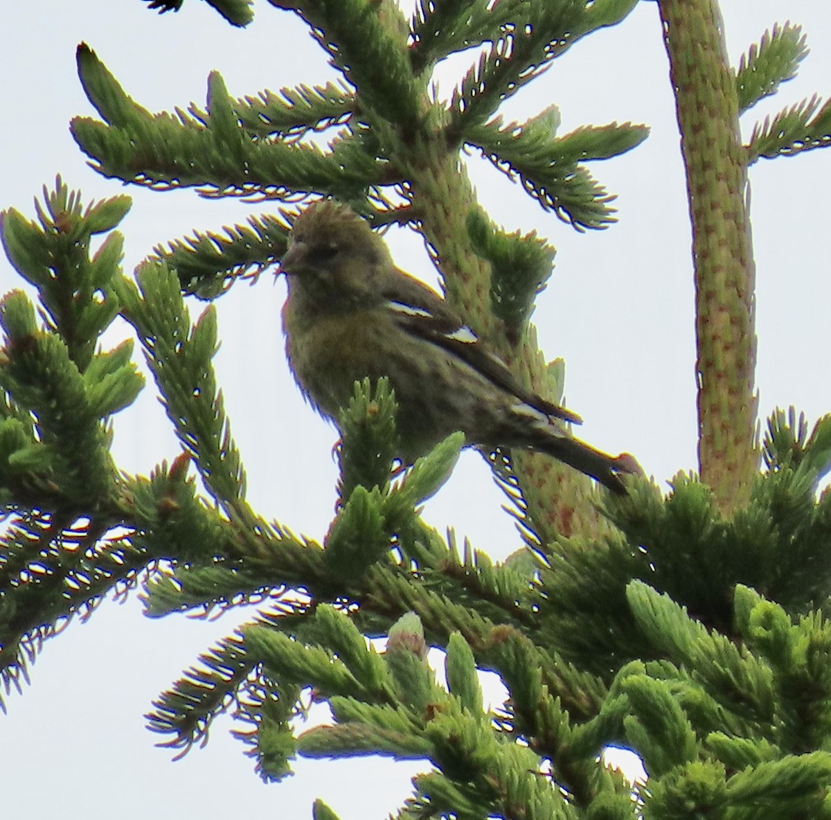 White-winged Crossbill (leucoptera) - ML620400080