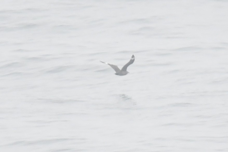 South Polar Skua - ML620400117