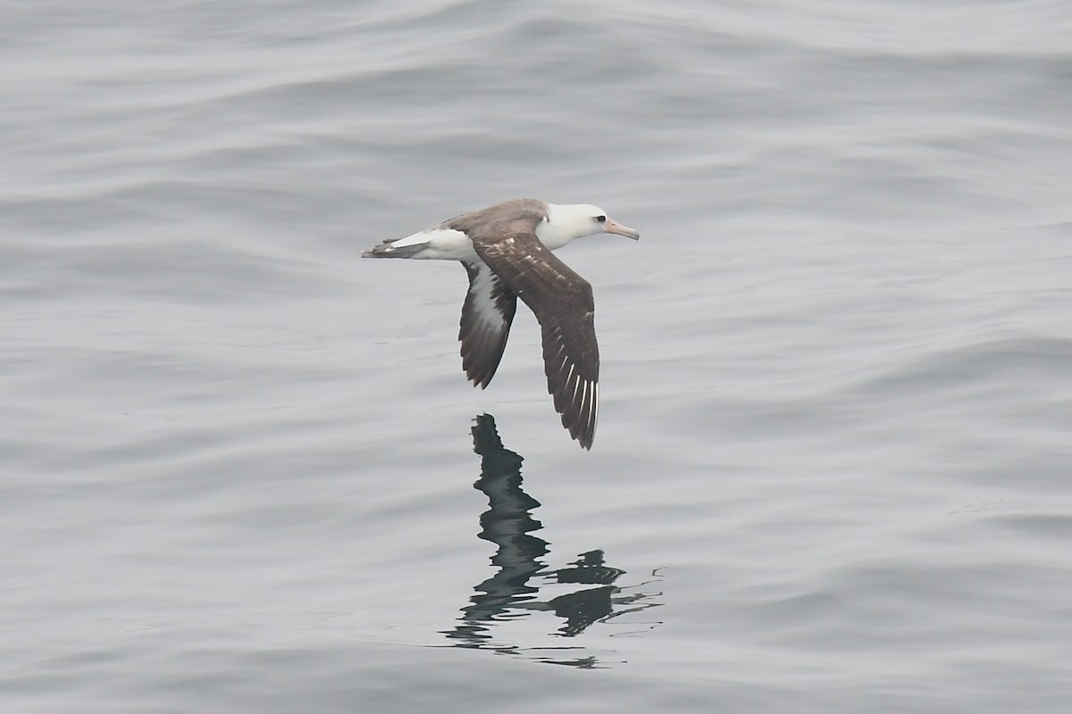 Albatros de Laysan - ML620400123