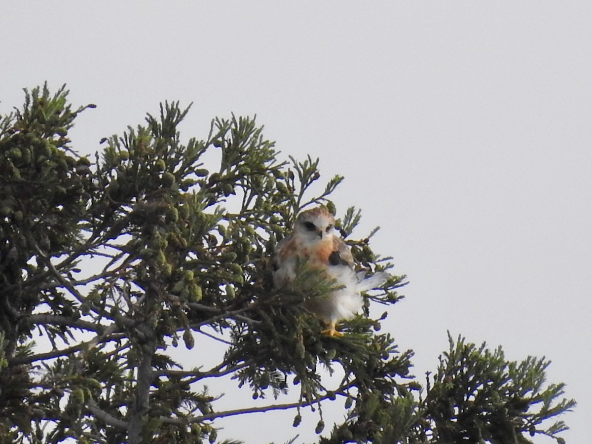 White-tailed Kite - ML620400126