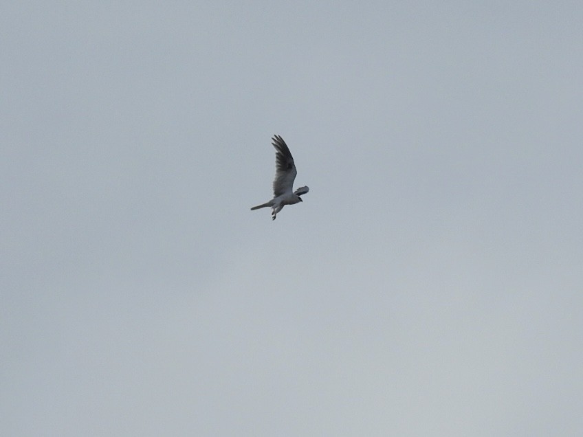 White-tailed Kite - ML620400131