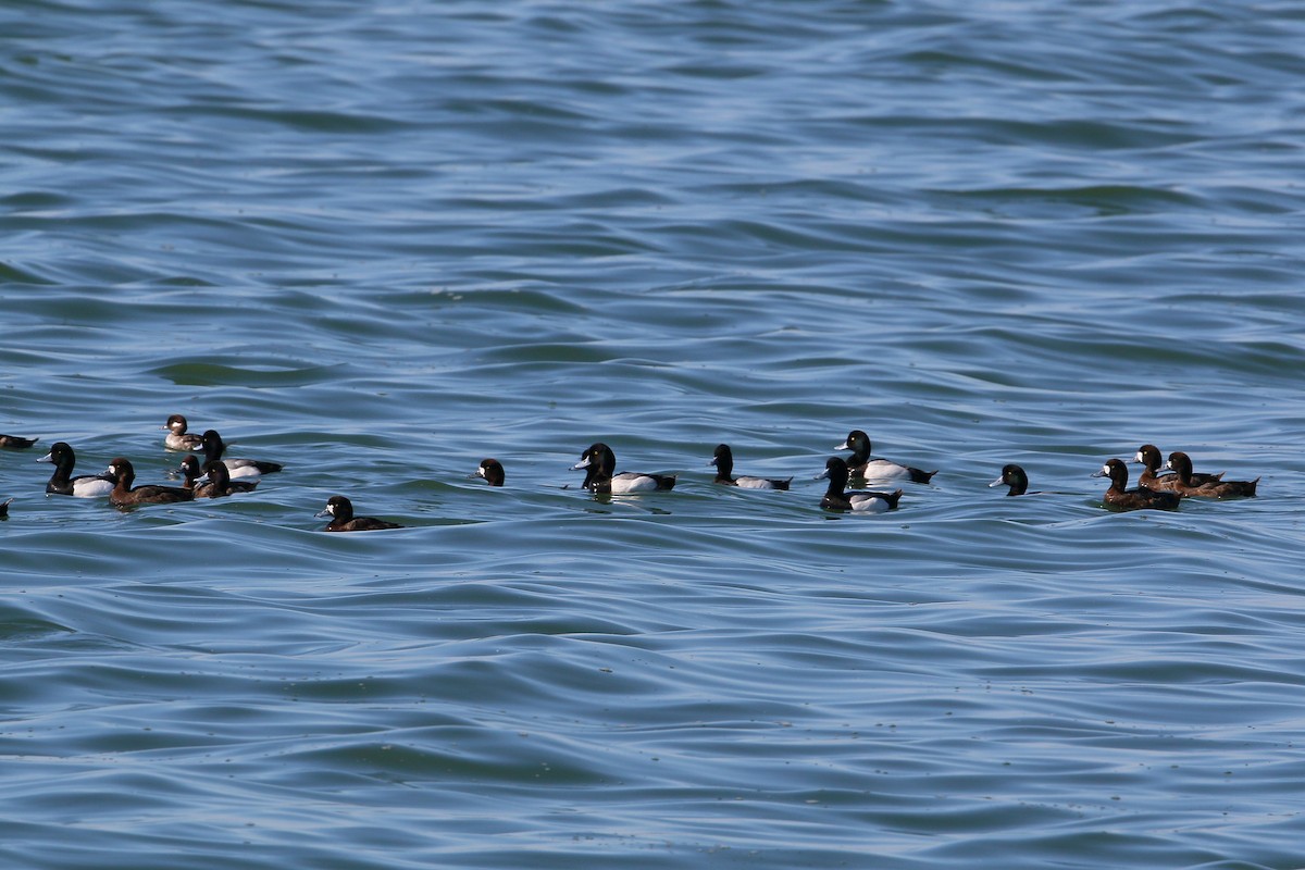 Greater Scaup - ML620400133