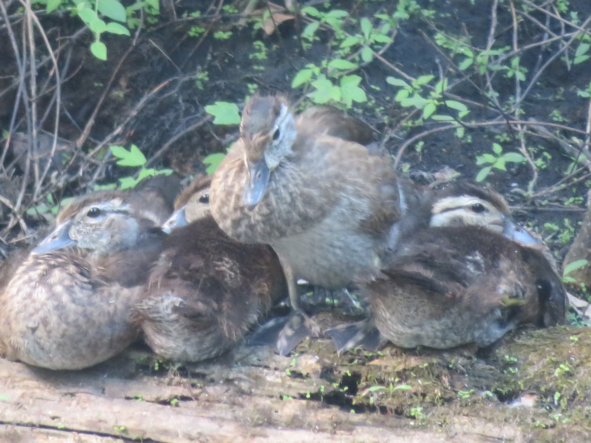 Wood Duck - ML620400135