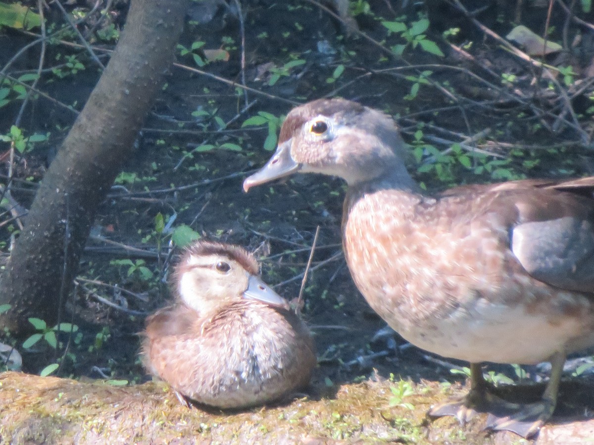 Wood Duck - ML620400136