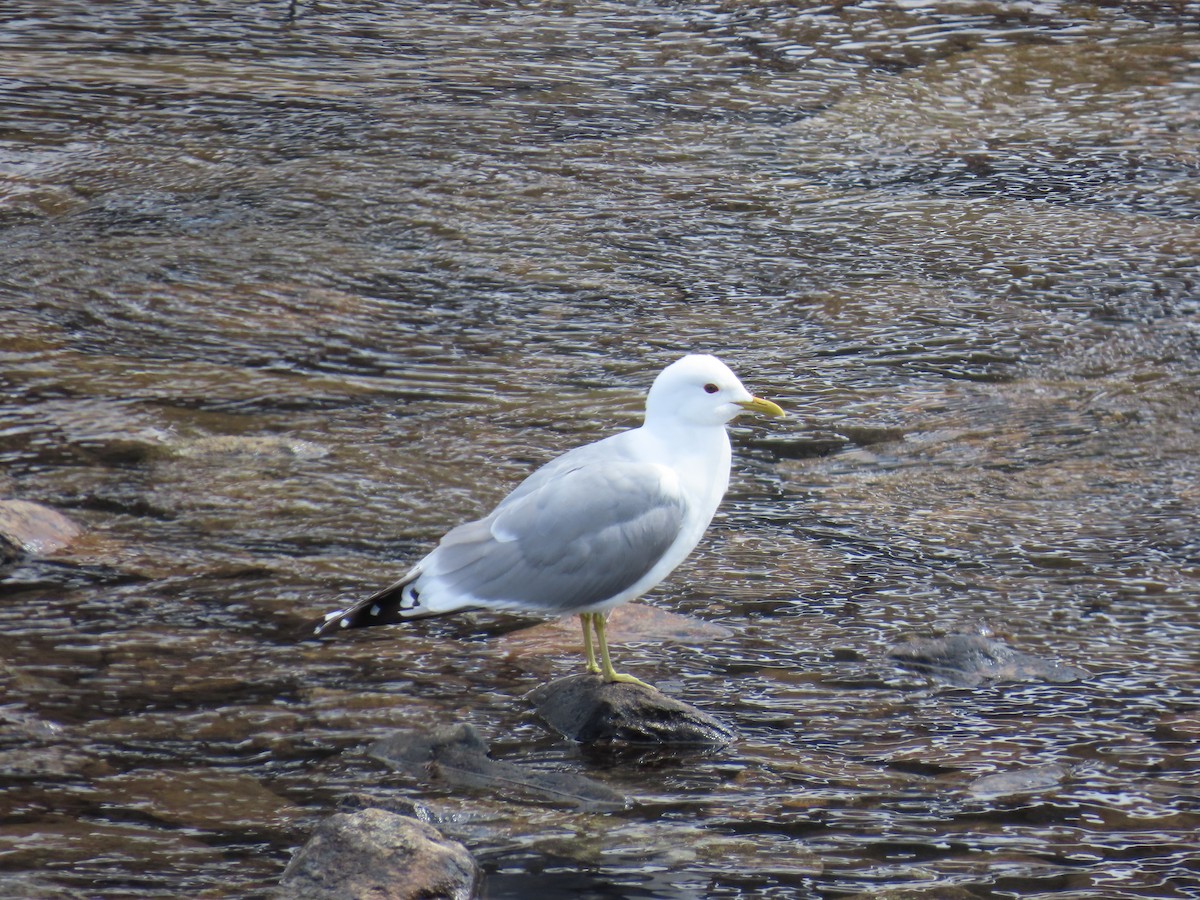 Short-billed Gull - ML620400137