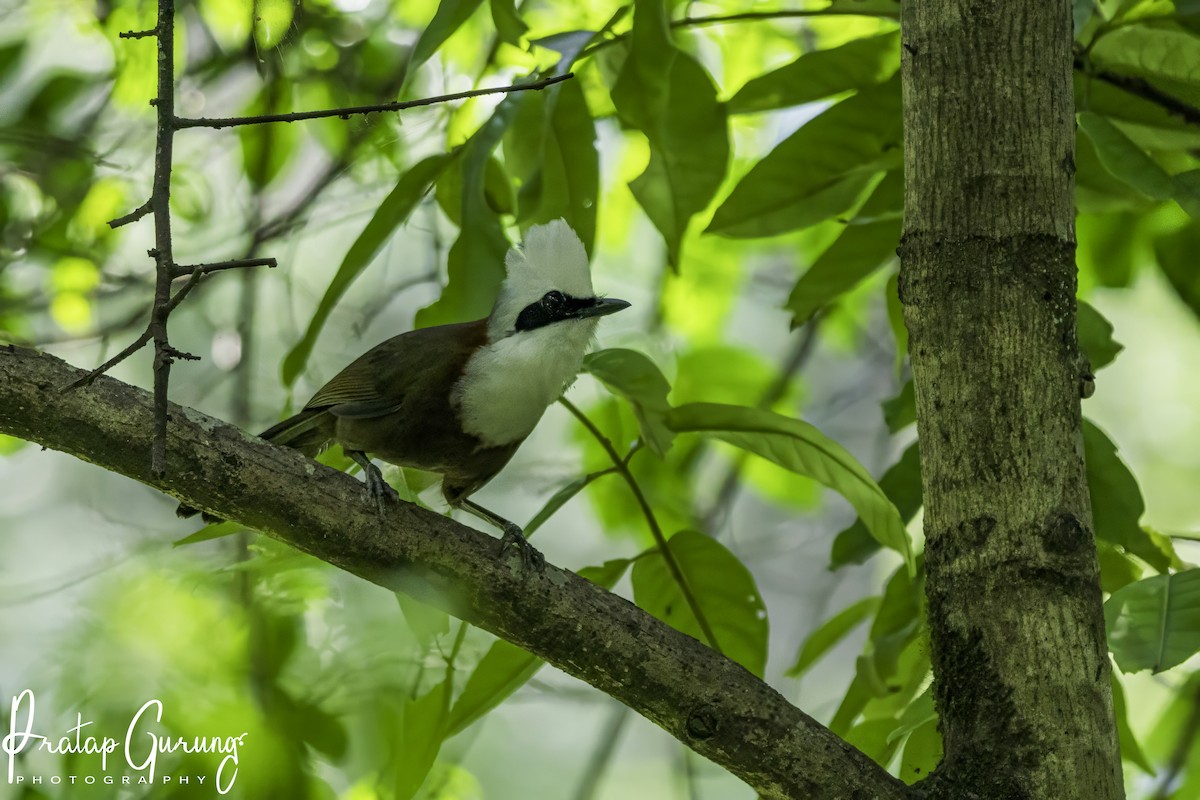 White-crested Laughingthrush - ML620400139