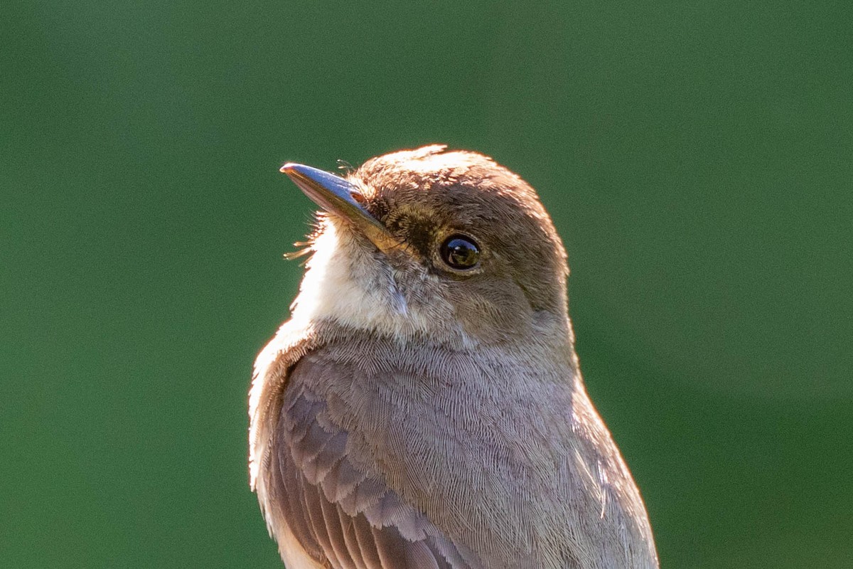 Eastern Phoebe - ML620400144