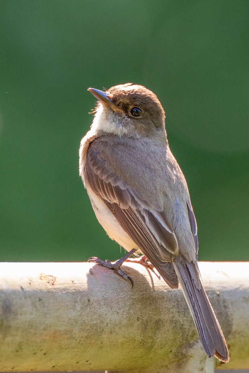 Eastern Phoebe - ML620400145