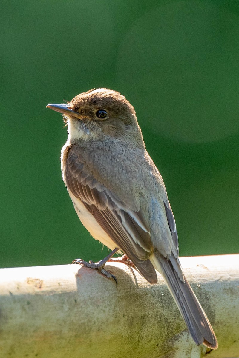 Eastern Phoebe - ML620400146