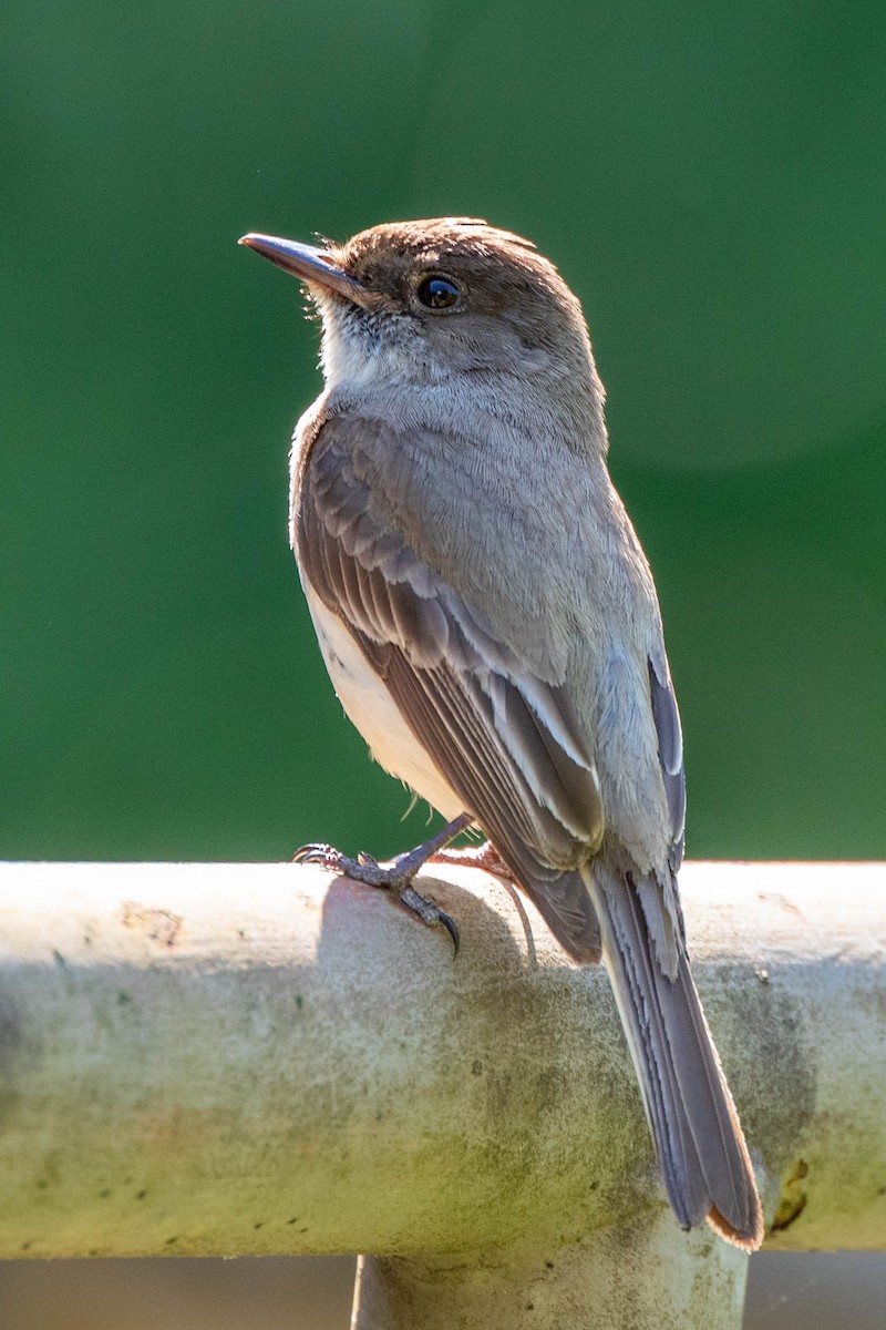 Eastern Phoebe - ML620400147