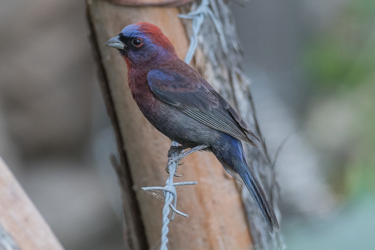 Varied Bunting - ML620400153