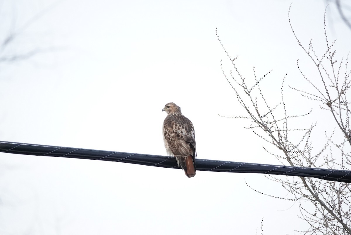 Red-tailed Hawk - ML620400162