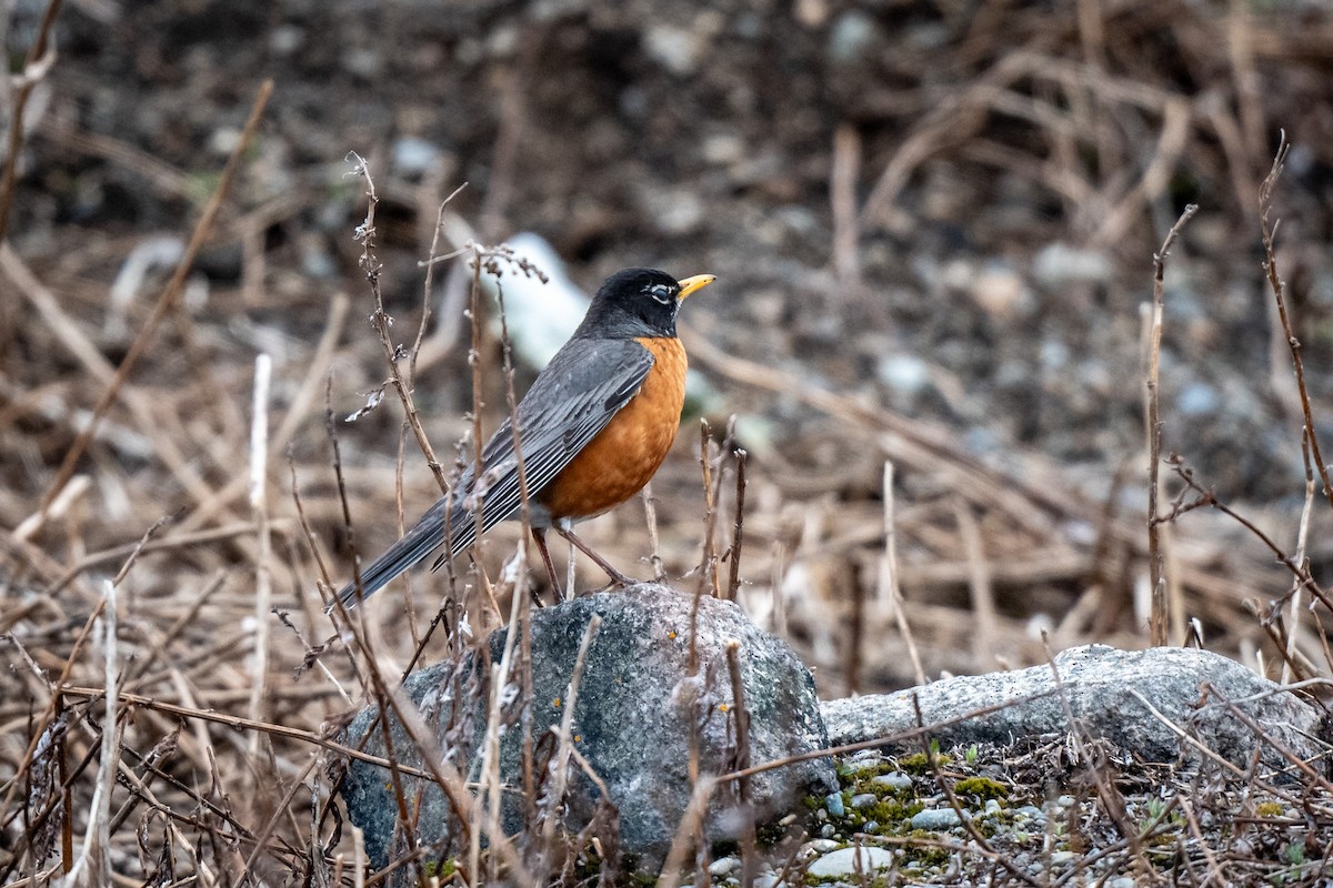 American Robin - ML620400171