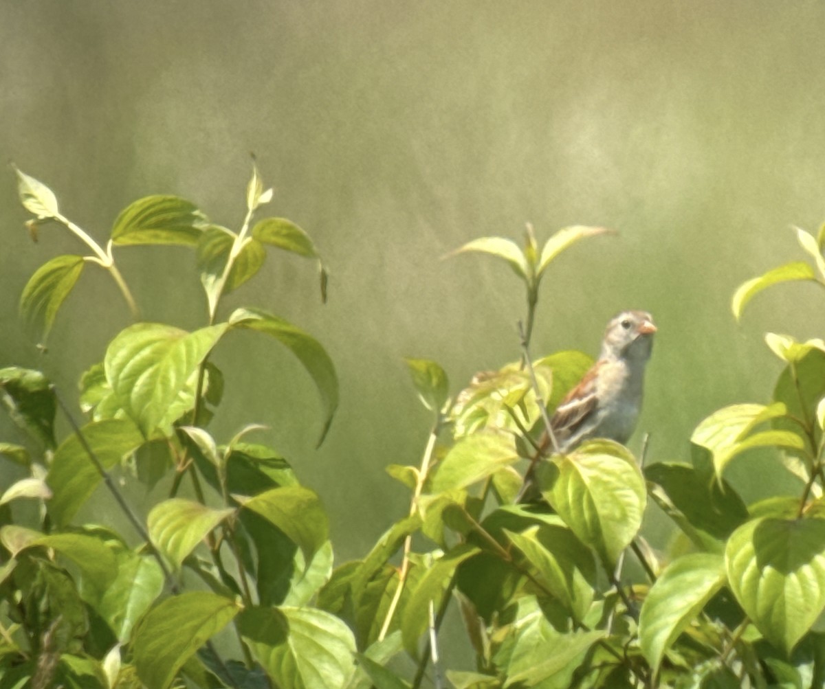 Field Sparrow - ML620400173