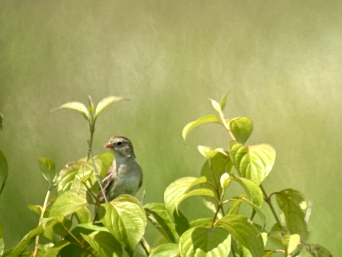 Field Sparrow - Lisa Potash