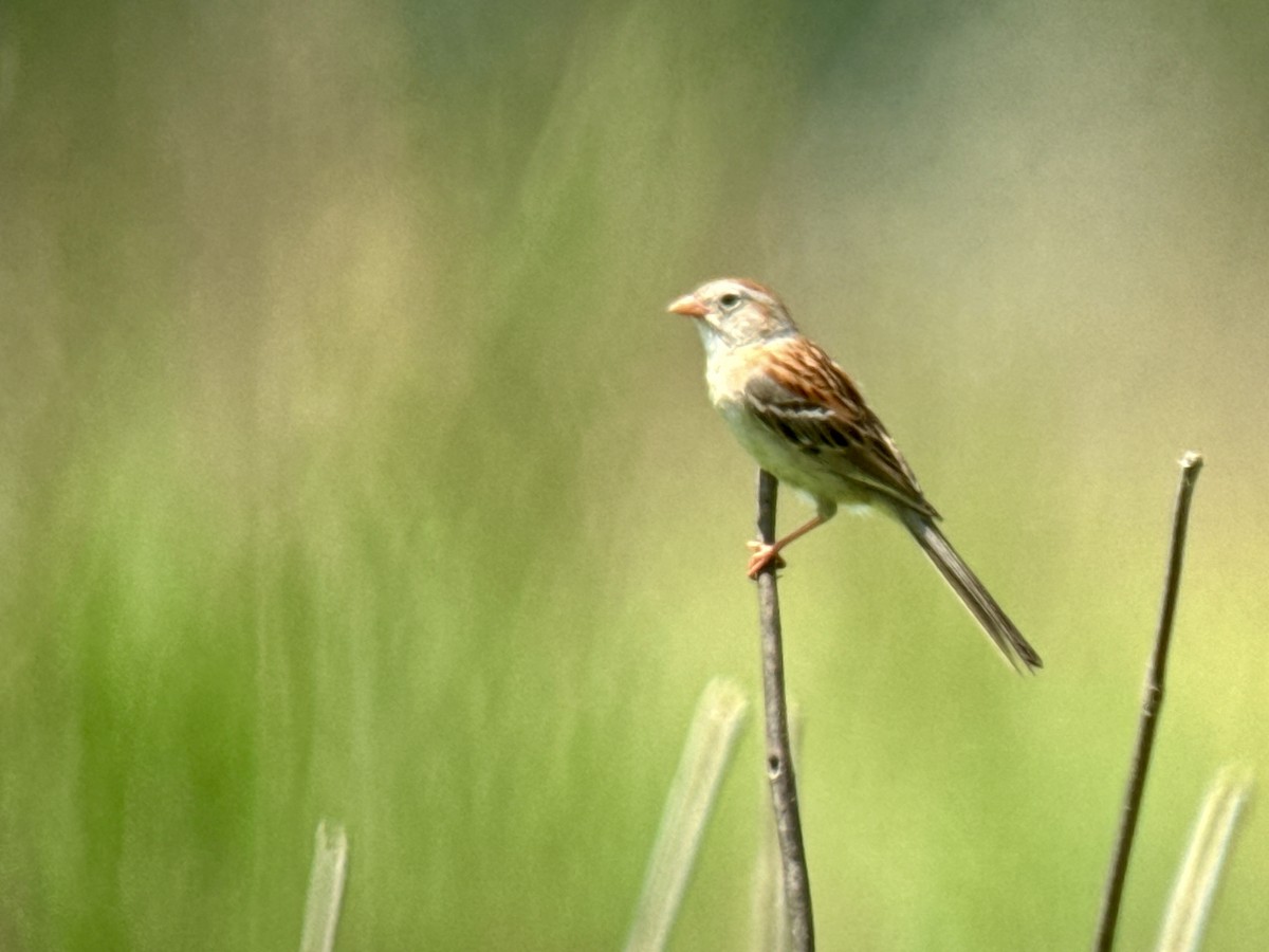 Field Sparrow - ML620400177