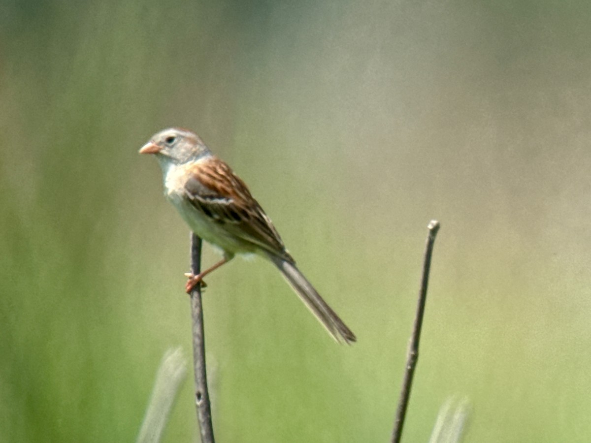 Field Sparrow - ML620400178