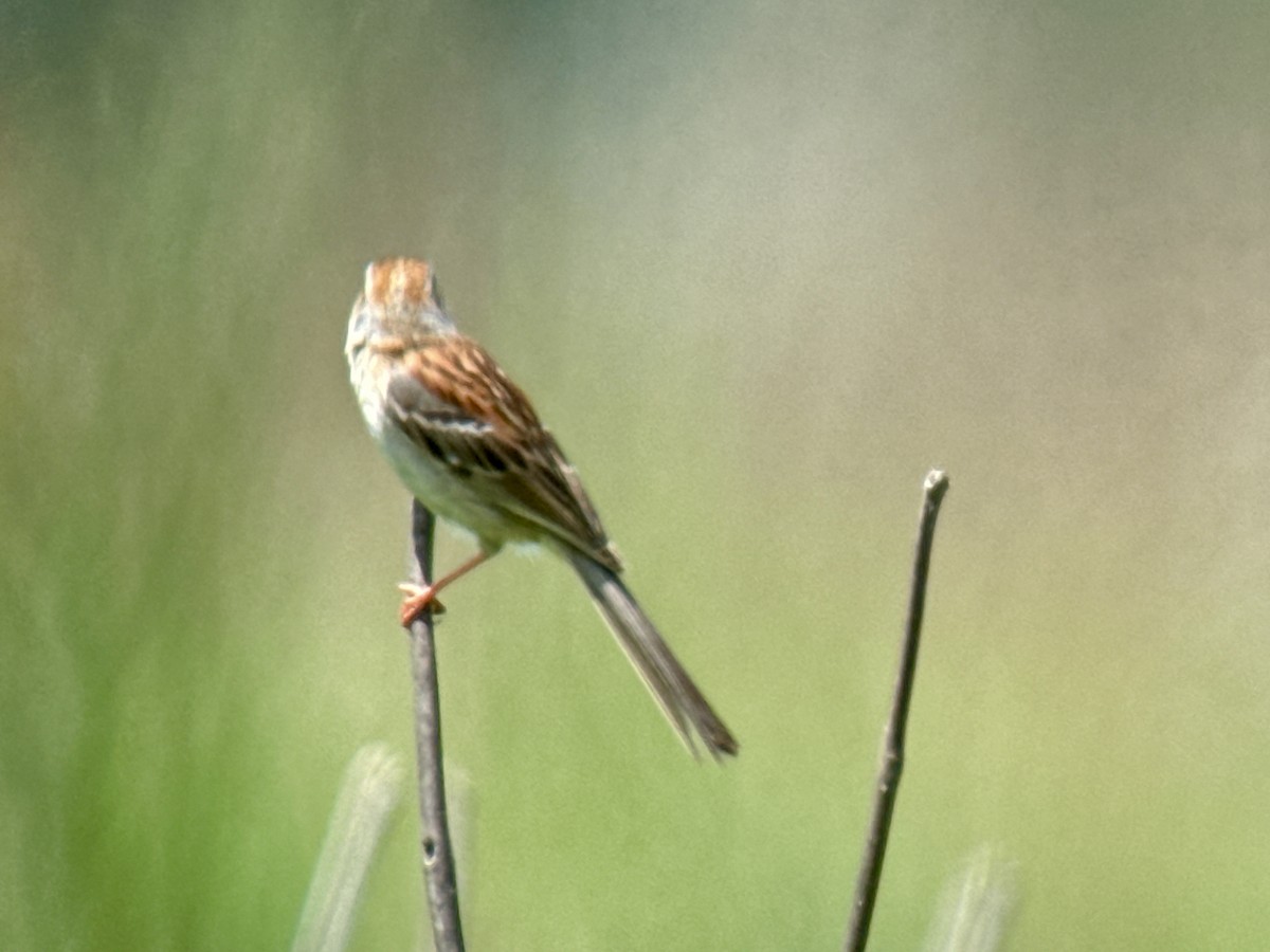 Field Sparrow - ML620400179