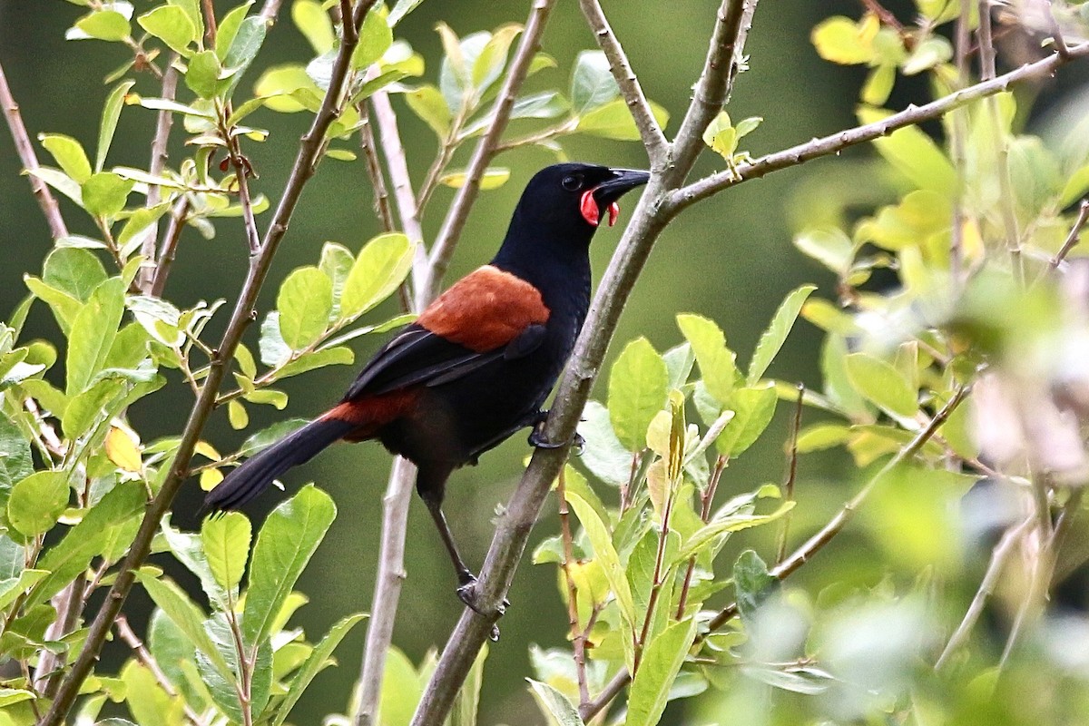 North Island Saddleback - ML620400185