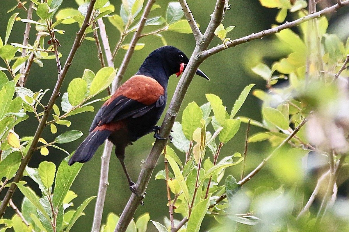 North Island Saddleback - ML620400186