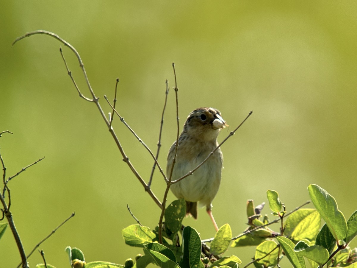 Grasshopper Sparrow - ML620400206